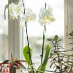 Phalaenopsis ‘Star White’ (House Plant)
