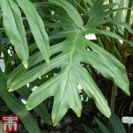 Philodendron selloum ‘Cum Laude’ (House Plant)