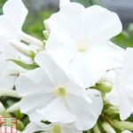 Phlox paniculata ‘White Flame’