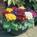 Polyanthus High Seas 280 Medium Plugs (2nd Delivery Period)