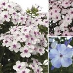 Phlox Flame Collection 12 Large Round Plants