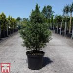 Picea glauca ‘Conica December’