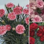 Pinks Perfumed Collection 6 Large Plants