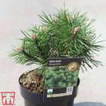 Pinus mugo ‘Benjamin’