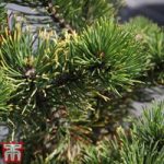 Pinus mugo ‘Carsten’s Wintergold’
