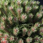 Pinus nigra ‘Marie Bregéon’