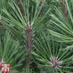 Pinus nigra ‘Pierrick Bregéon’