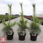 Pinus x schwerinii ‘Wiethorst’