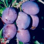 Plum ‘Rivers’s Early Prolific’