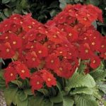 Polyanthus Red Ribbon 12x 9cm Pot Plants