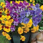 Pansy Cascadia XL (Autumn) 280 Plants (1st Delivery Period)