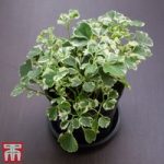 Polyscias balfouriana (House Plant)
