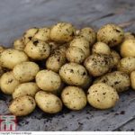 Potato ‘Vizelle’