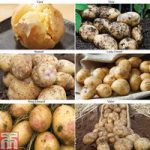 Potato ‘Allotment Favourites Collection’