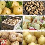Potato ‘Customer Favourites Collection’