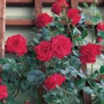 Patio Rose Red 1 Plant 3 Litre