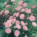 Patio Rose Pink 3 Plants 3 Litre