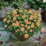 Patio Rose Orange 3 Plants 3 litre
