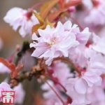 Prunus incisa ‘Oshidori’ (Standard)