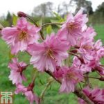 Prunus x subhirtella ‘Fukubana’