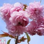 Prunus ‘Kiku-shidare-zakura’