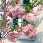 Prunus ‘Little Pink Perfection’