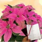 Princettia Plant plus Diary