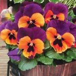 Pansy Purple & Orange 12 Mega Plants