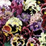 Pansy Can Can Autumn 100 Small Plug Plants