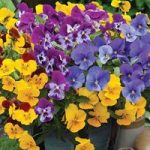 Pansy Cascadia XL Trailing (Spring) 170 Small Plugs