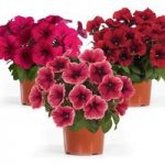 Petunia TopPots Reds Collection 3 12cm Pots