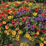 Petunia Trillion Bells Carnival Mix (Trailing) 6 Large Plants
