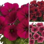Petunia TopPots Reds Collection 6 Large Plants
