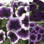 Petunia TopPots Blues Collection 12 Large Plants