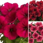 Petunia TopPots Reds Collection 24 Large Plants