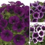 Petunia TopPots Blues Collection 24 Large Plants