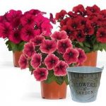 TopPot Petunias Reds 3 12cm Decorative Pots