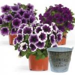 TopPot Petunias Blues 3 12cm Decorative Pots