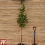 Quercus palustris ‘Green Pillar’
