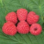 Raspberries Glen Ample 5 Plants Bare Root