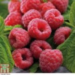 Raspberry ‘Polka’ (Autumn fruiting)