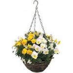 Pansy Cascadia Yellow Mix Autumn 2 Pre-Planted Rattan Baskets