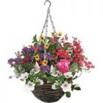 Mixed Floral Pre-Planted Rattan Hanging Basket