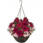 Rocking Red 4 Pre-Planted Rattan Baskets