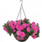 Petunia Tumbelina Scented Dark Pink 4 Pre-Planted Rattan Baskets