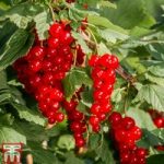 Redcurrant ‘Laxton’s Number One’