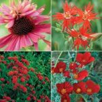 Red Hot Summer Flower Collection
