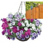 EXR Petunia Tumbelina 2 Pre Planted Rattan Baskets plus FREE Pulleys