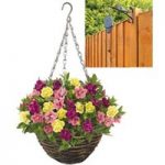 EXR Petunia Hawaiian My Sweetheart 2 Pre Planted Rattan Baskets plus FREE Pulleys