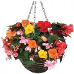 Begonia Sparkle Trailing Mix 1 Pre-Planted Rattan Hanging Basket